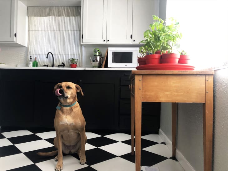 What Is the Best Type of Flooring for Dogs? Apartment Therapy